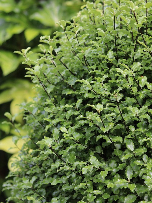 Pittosporum Golf Ball